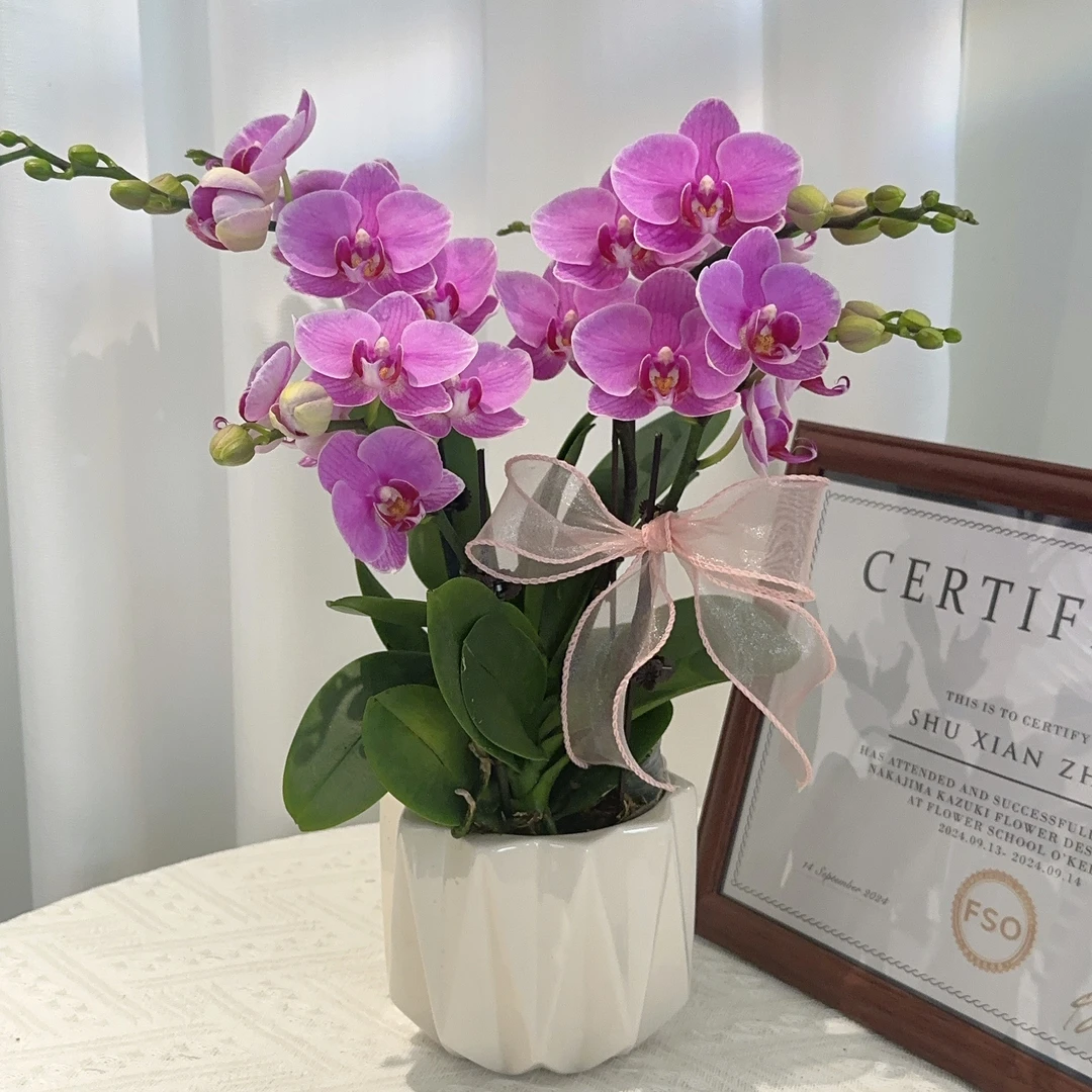 家成精品 【紫蝶】蝴蝶兰花卉四季好养带花剑2-4