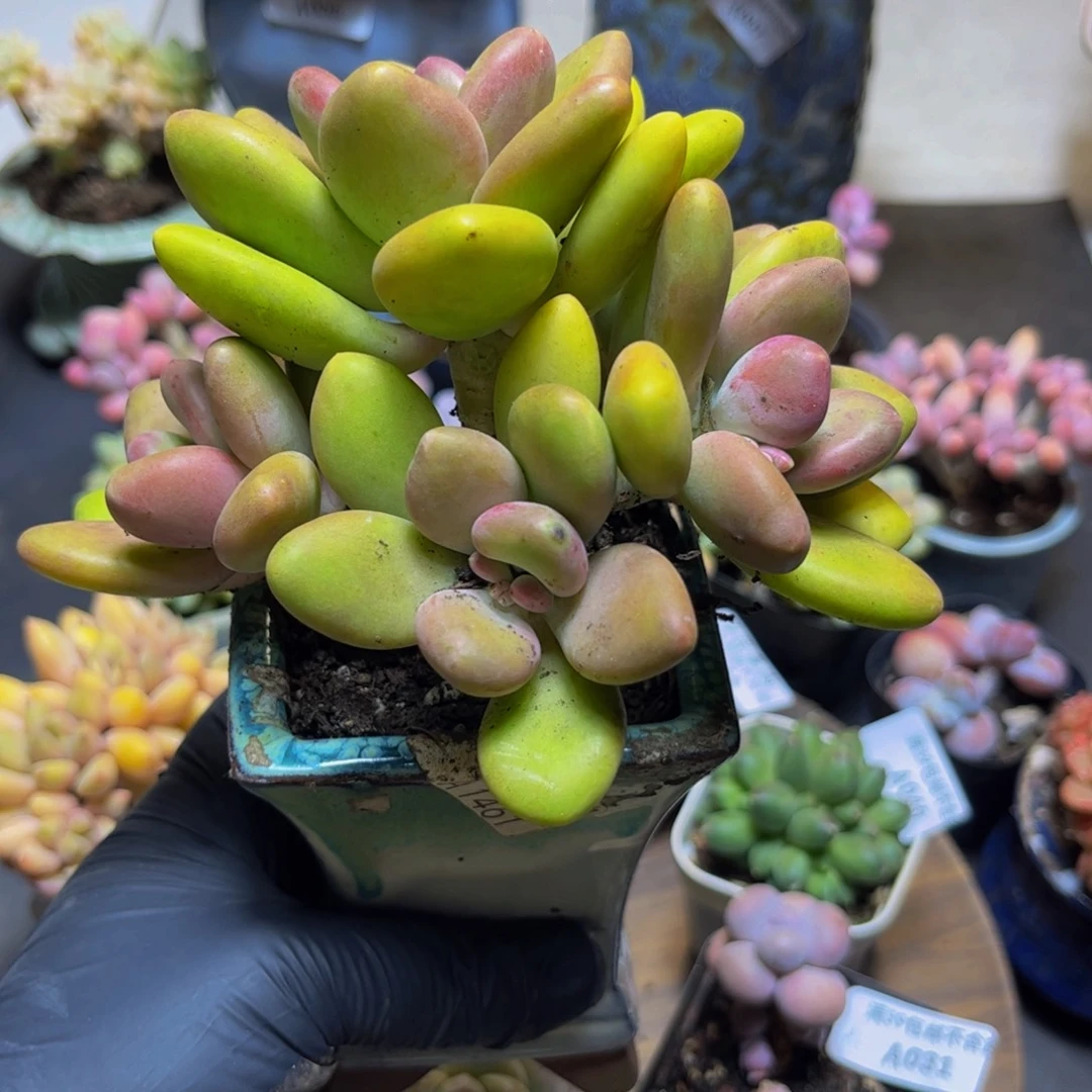 058芒果奶酪13厘米多肉