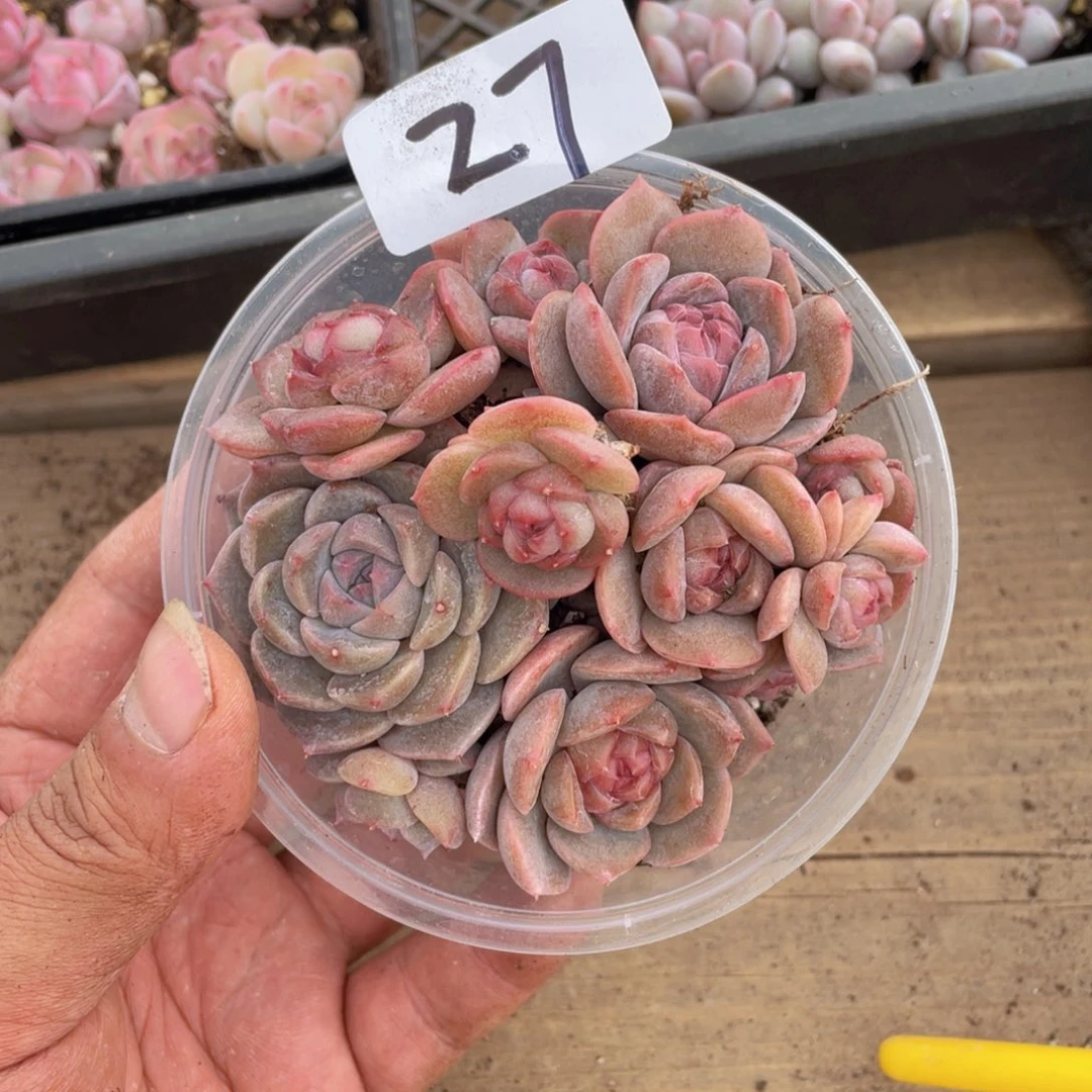 多肉植物多肉植物27