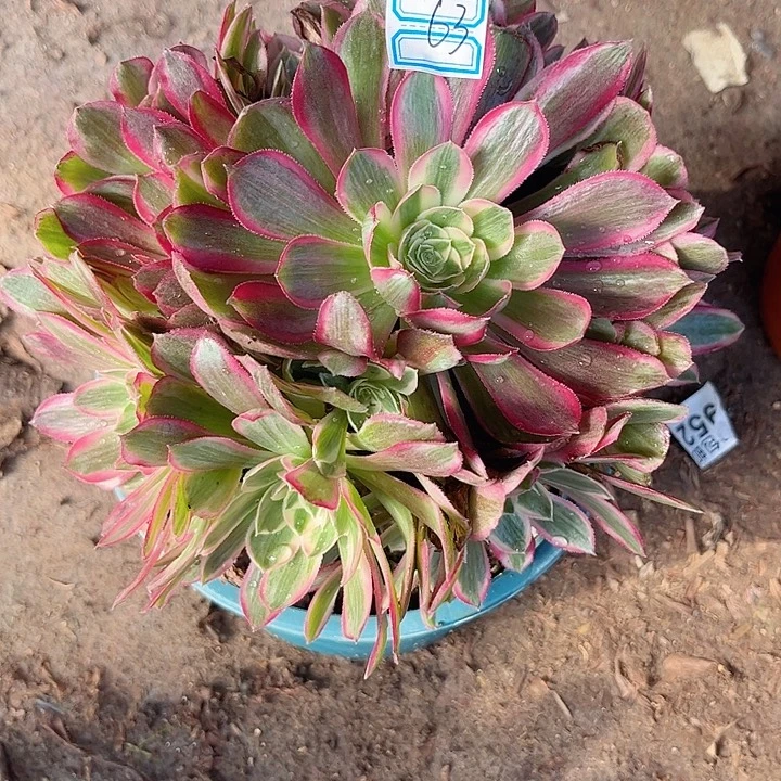 0063一颗孔雀翎法师