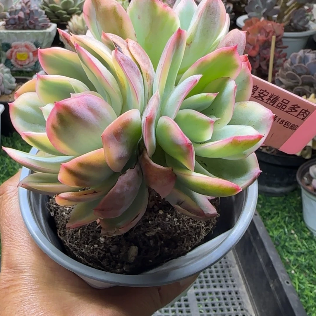 锦安精品多肉植物226