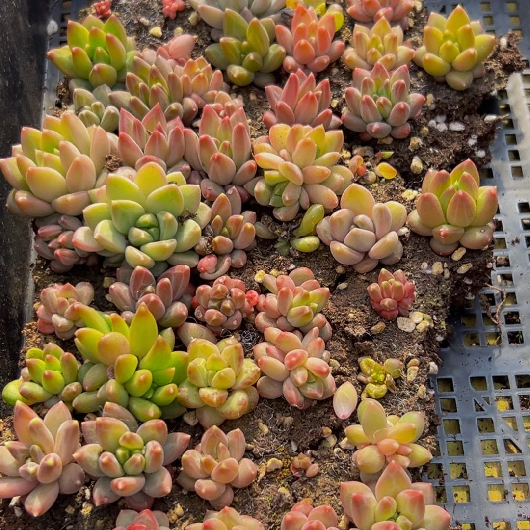 887多肉葡萄的味道是真的