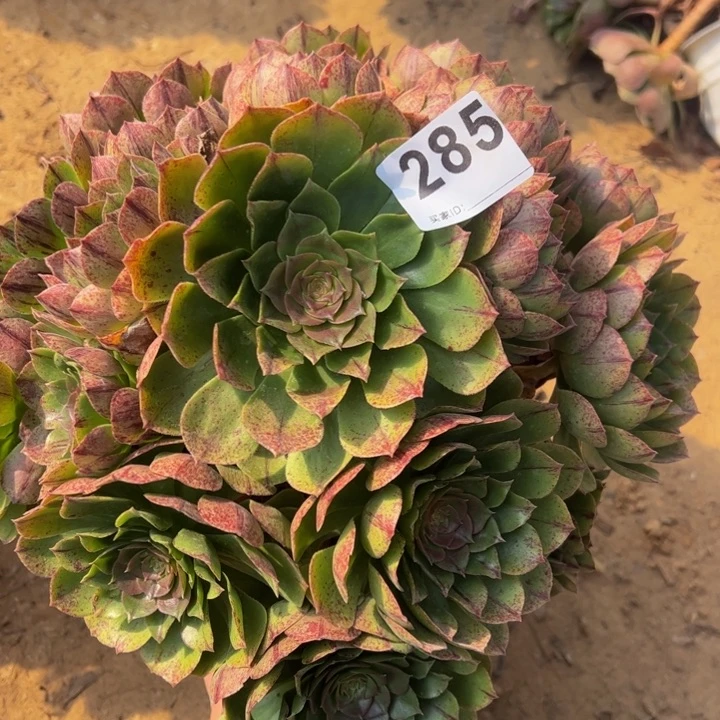 万拉丝多肉植物285