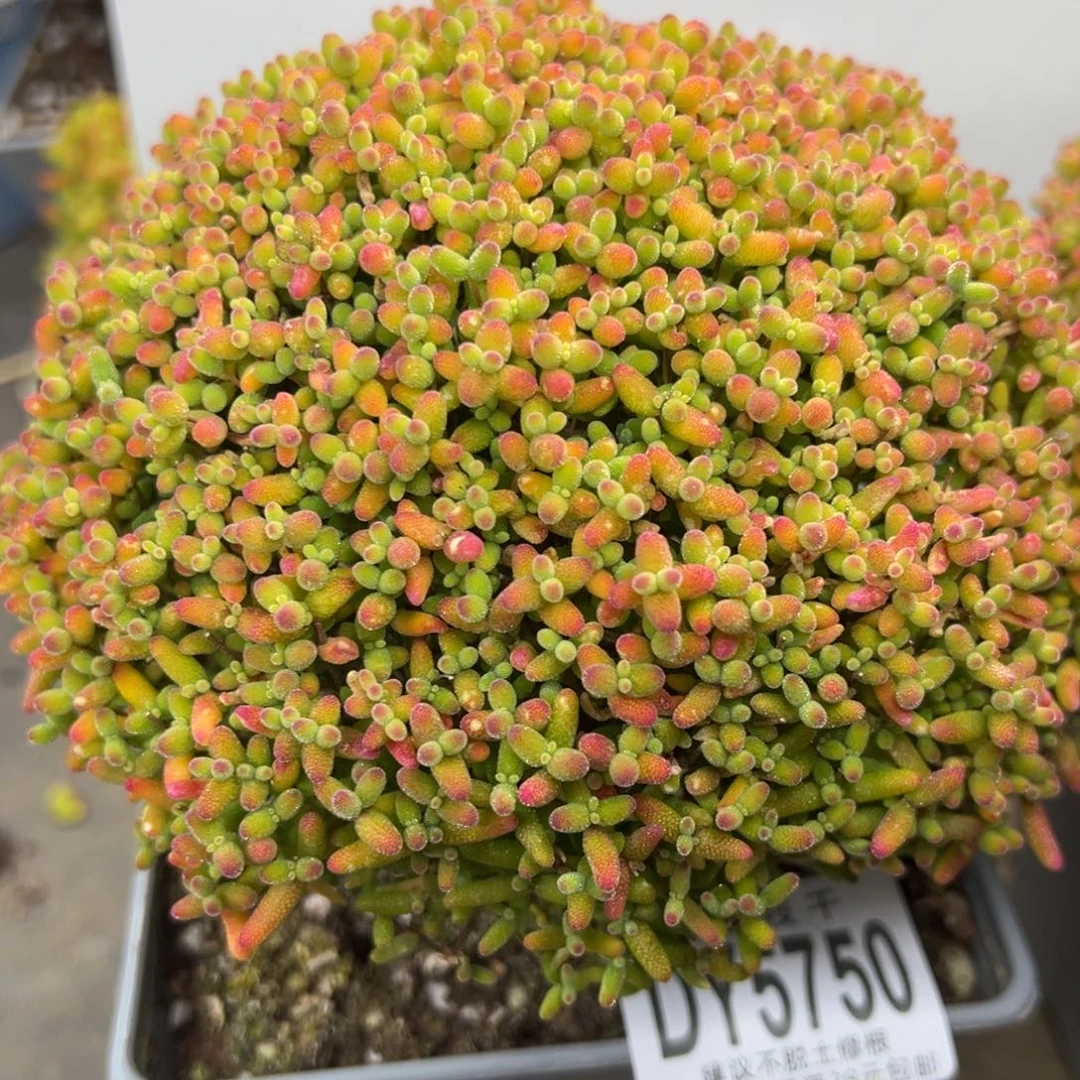 仙***女dy5750粗腿老桩大桔子糖冠幅13cm