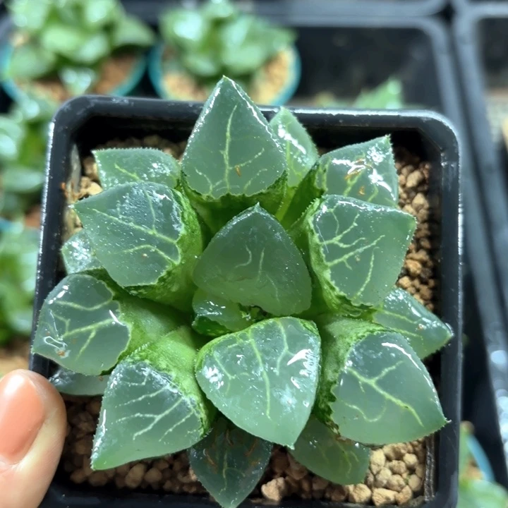 沁影克母本多肉植物