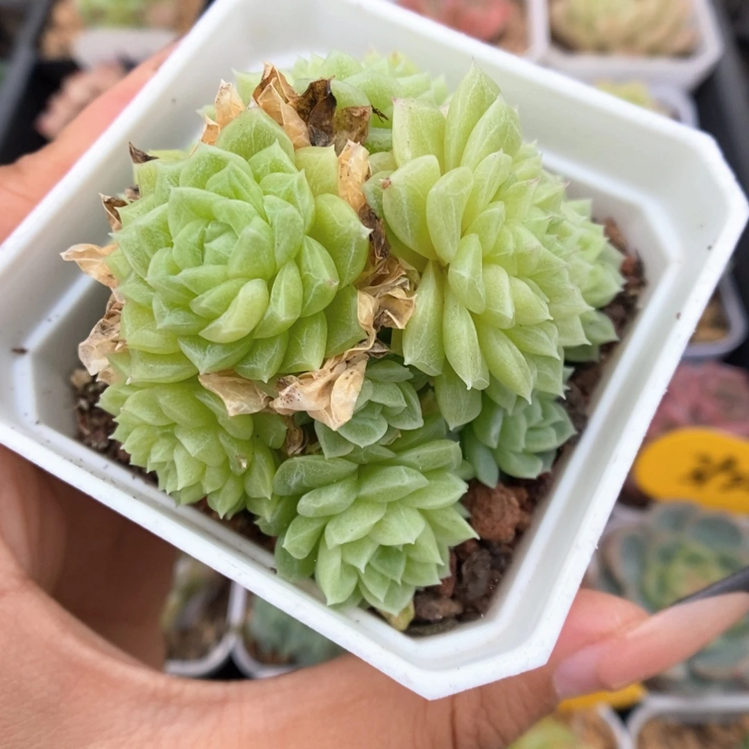 朵朵麦秆群生557号。