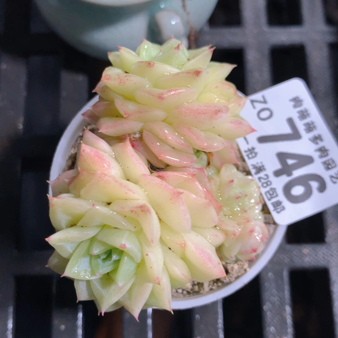 5CM拇指盆精控多肉ZO746