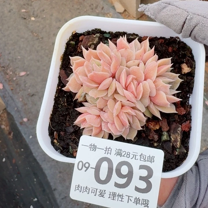 昂斯诺多肉无盆土发货多