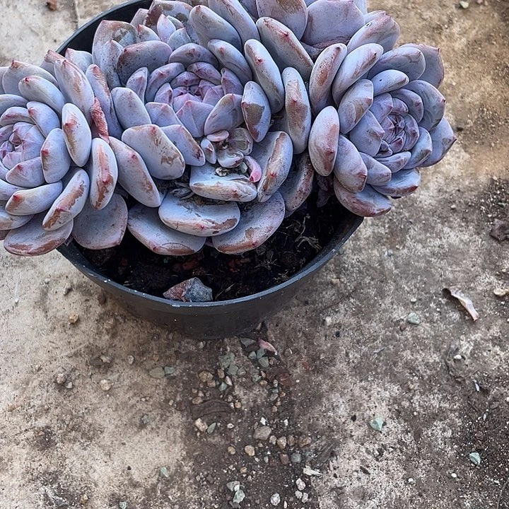 早***3完全开放多肉植物，星影，一物一拍