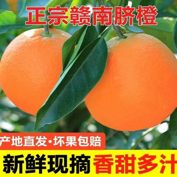 赣南脐橙正宗赣南脐橙新鲜应季水果大果香甜产地直发橙子江西赣南