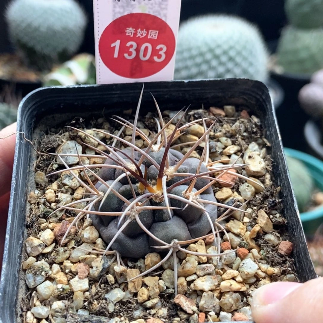 紫肌狂刺摩天龙3.4cm