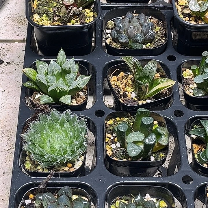 58 脱土发货8颗13.9包邮