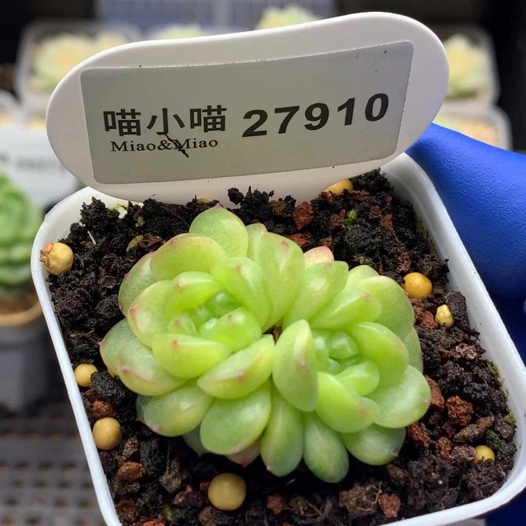 多肉植物杂交珍妮