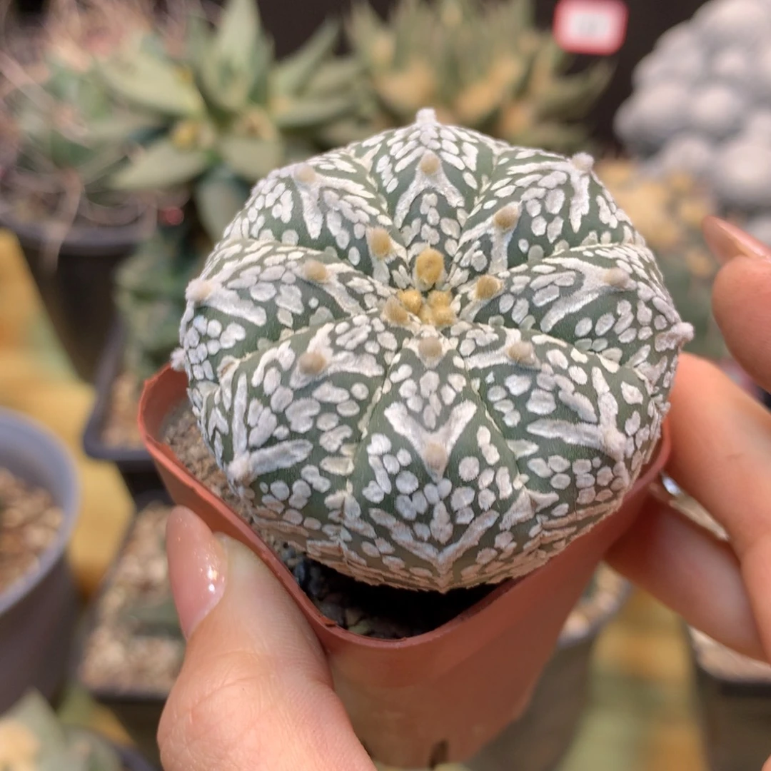 45号 实生 v兜 5.3公分带盆土