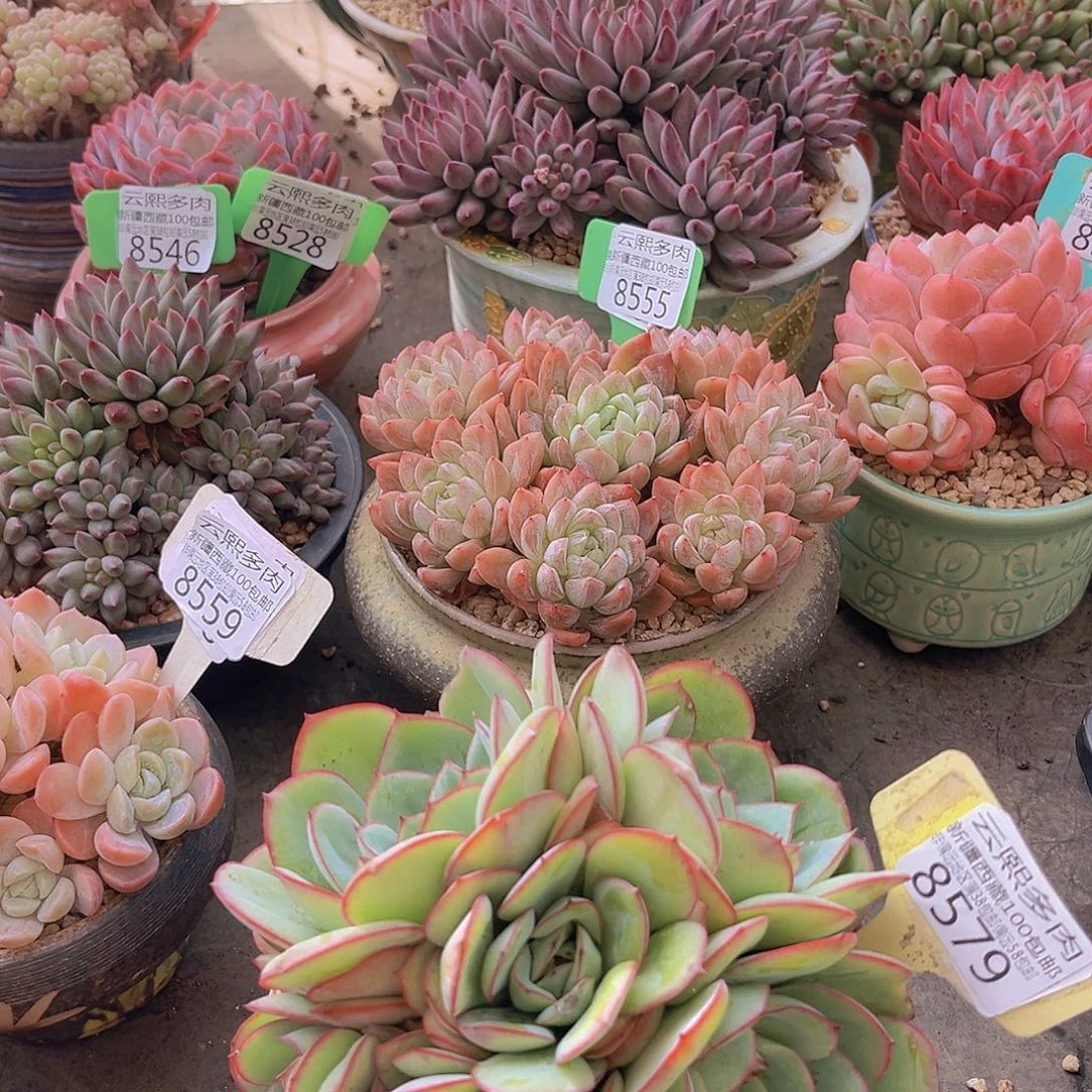 8579牡丹亭多肉植物