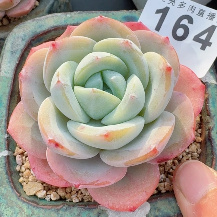 雪茶优选         精控精养多肉植物