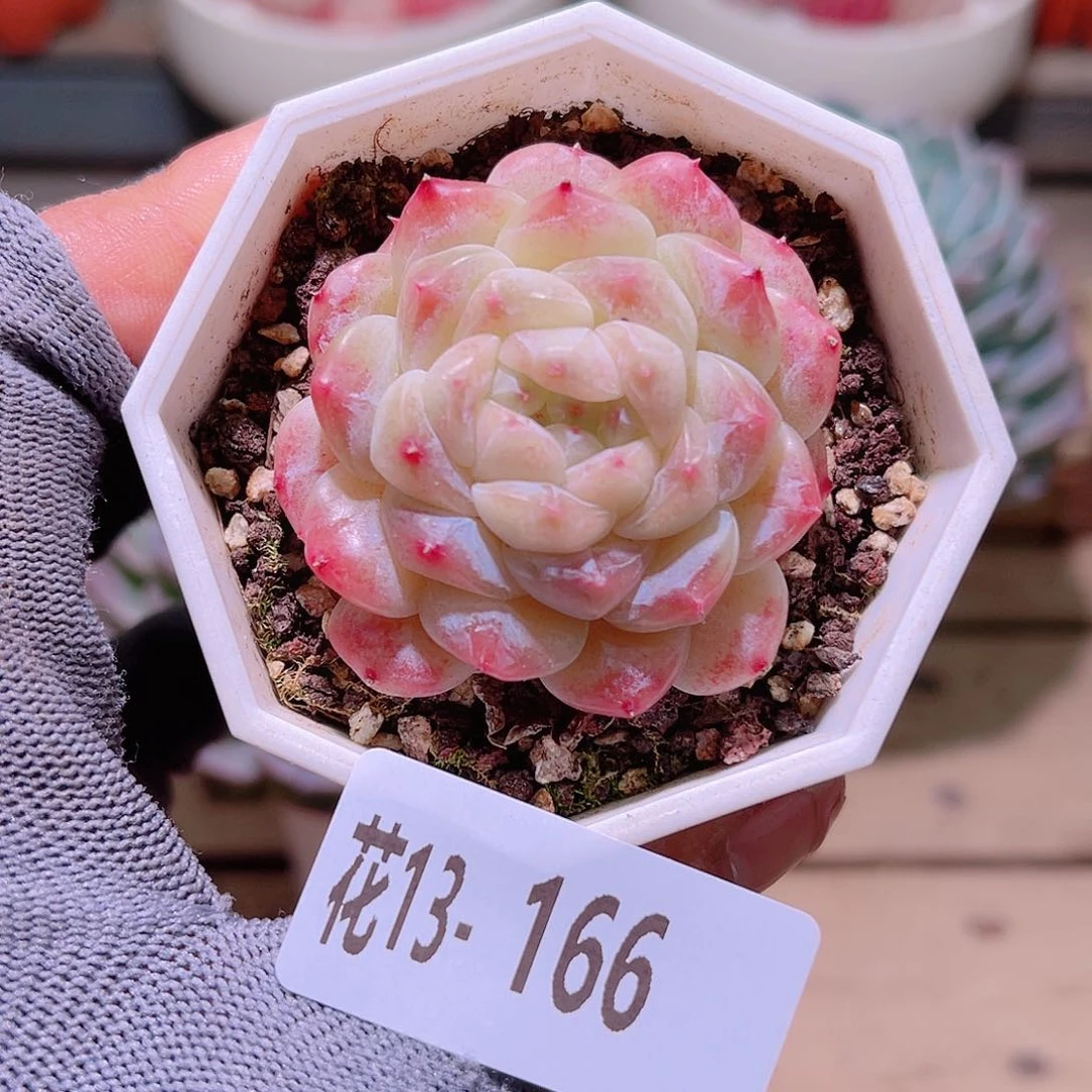 花13-166秘境冰魄