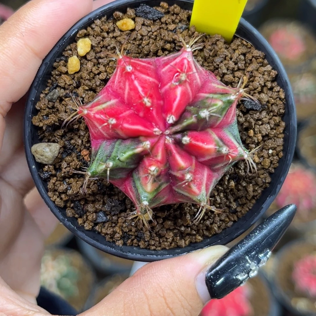 889    带盆土发货