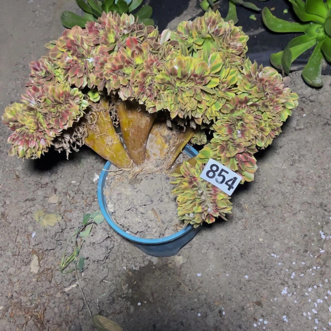 红袖法师28-31包邮