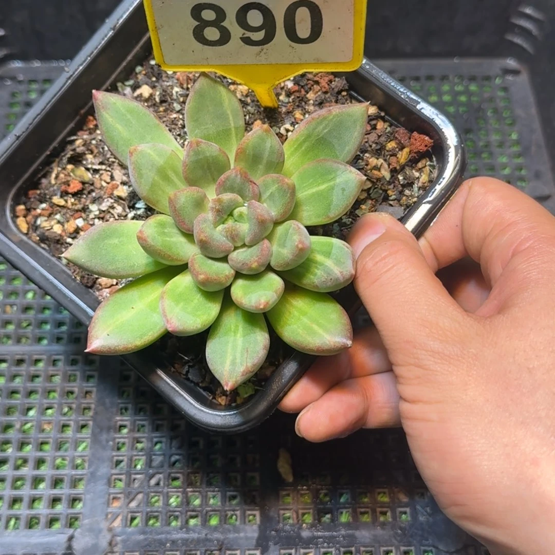 多肉植物象牙石化锦890