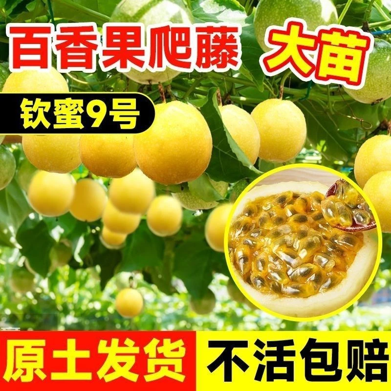 广西钦蜜9号百香果苗黄金百香果苗四季可种特大百香果特大果