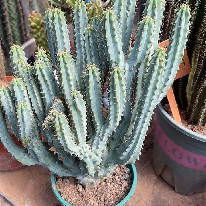 无花朵一物一拍带盆高32泰龙木