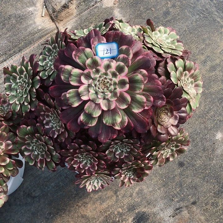 小***.121黑天使多肉法师