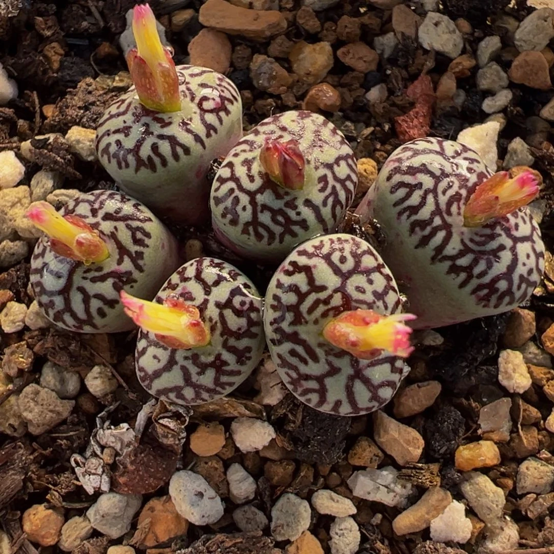 541多肉植物种类多样