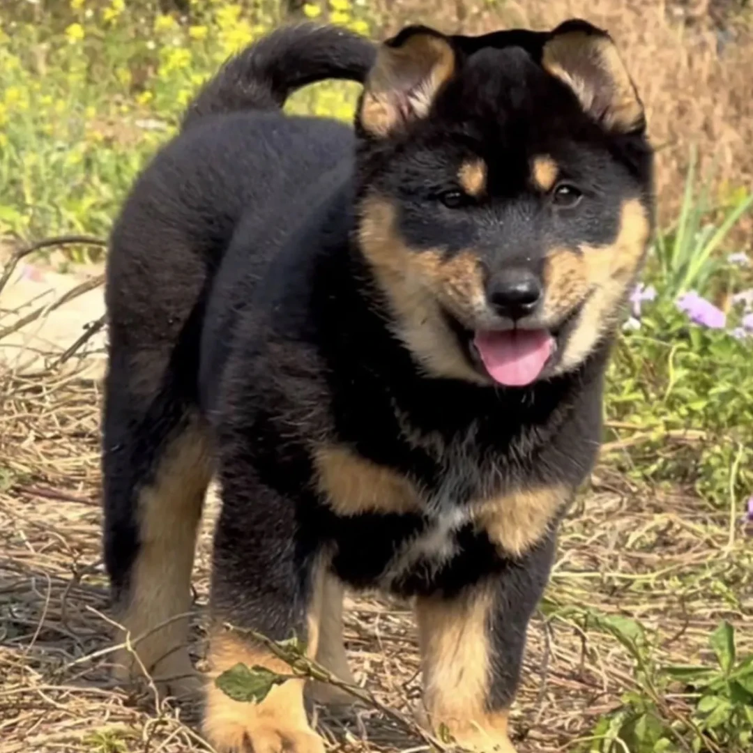 （啊健）广西田园犬直播专属链接，一物一拍
