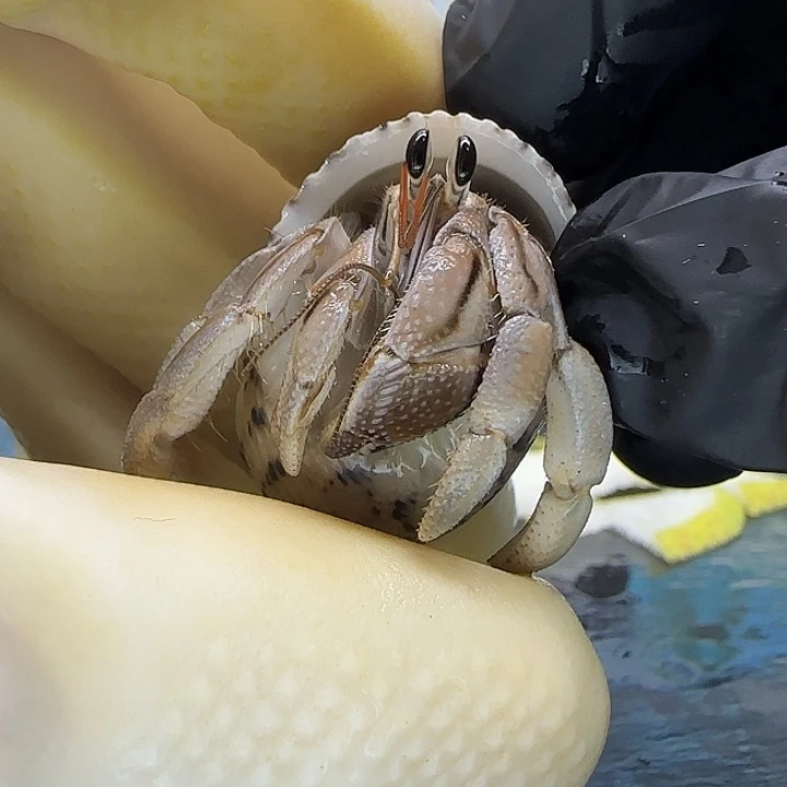 A57马岛灰白1.5cm口径