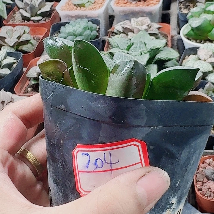 无花朵十二卷 实生寿福利