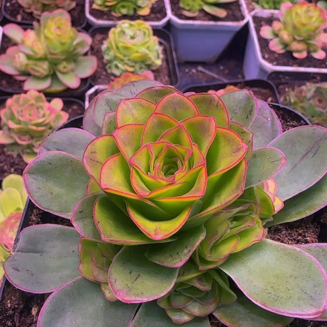 姬莲113434343767676733