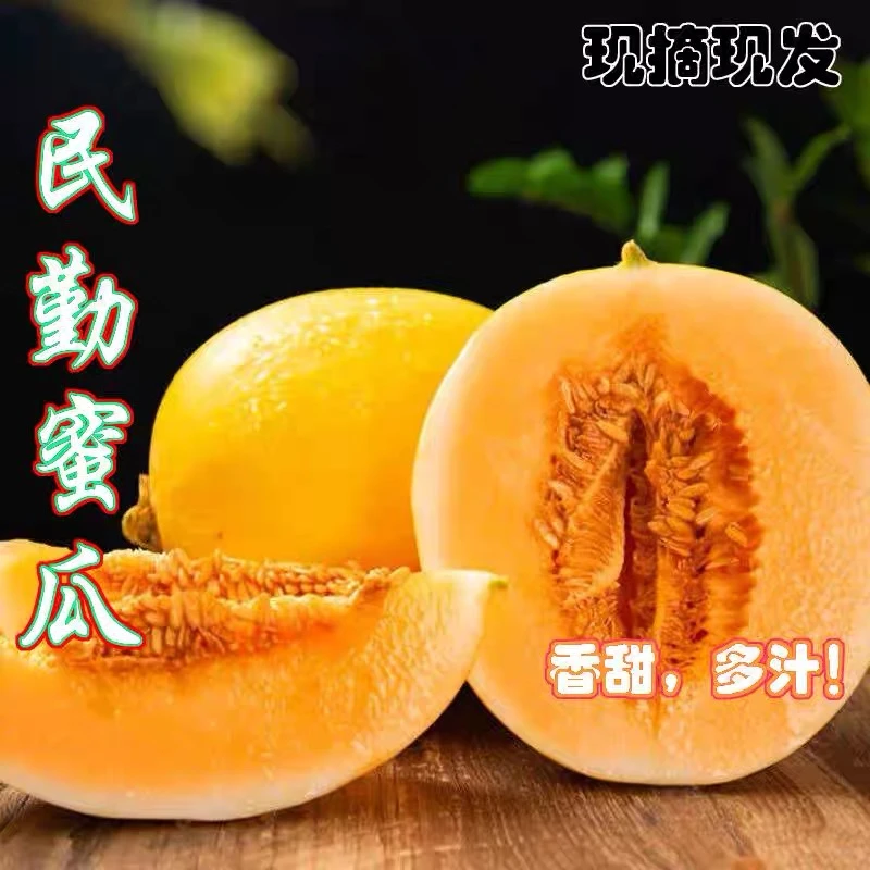 【沙漠蜜瓜】甘肃民勤沙漠蜜瓜爆甜爽口黄皮戈壁蜜瓜