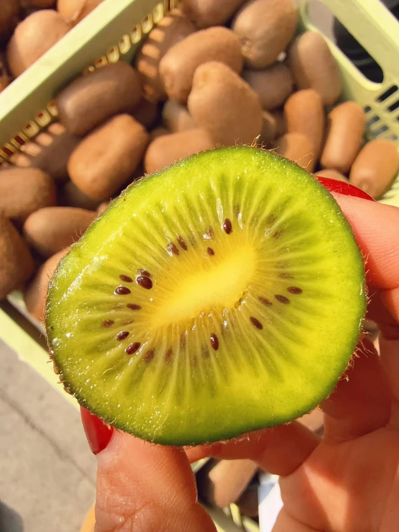 次日达【大.董】修文猕猴桃   净重4斤左右/份