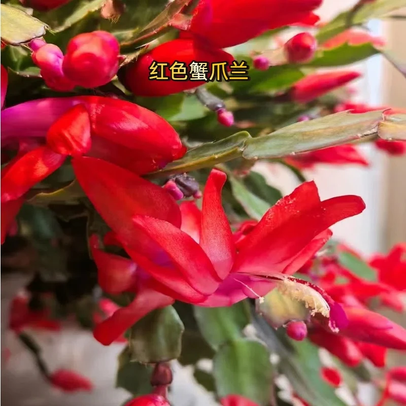 【红色蟹爪兰】重瓣带花苞花卉绿植盆栽