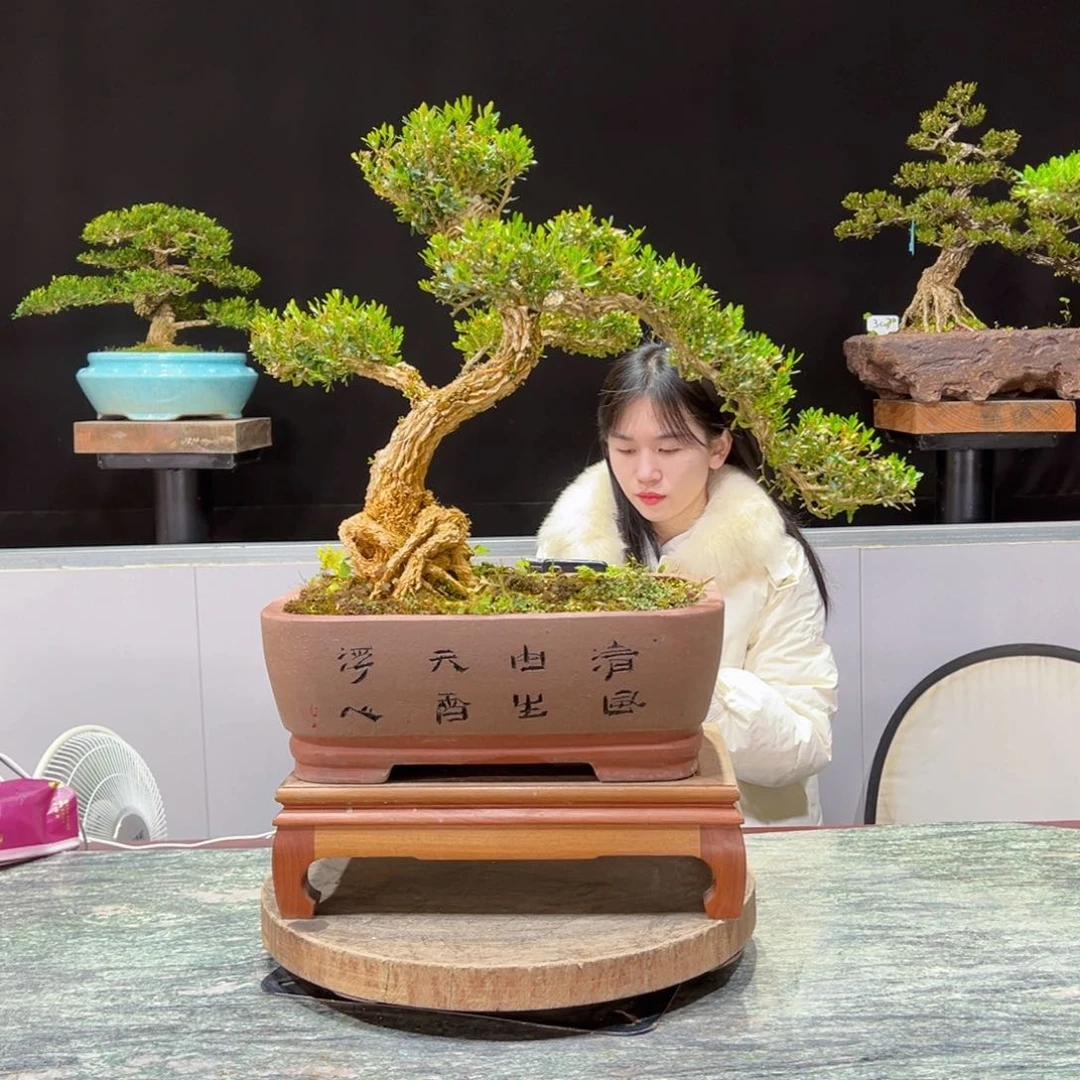 绿植黄杨盆景盆景