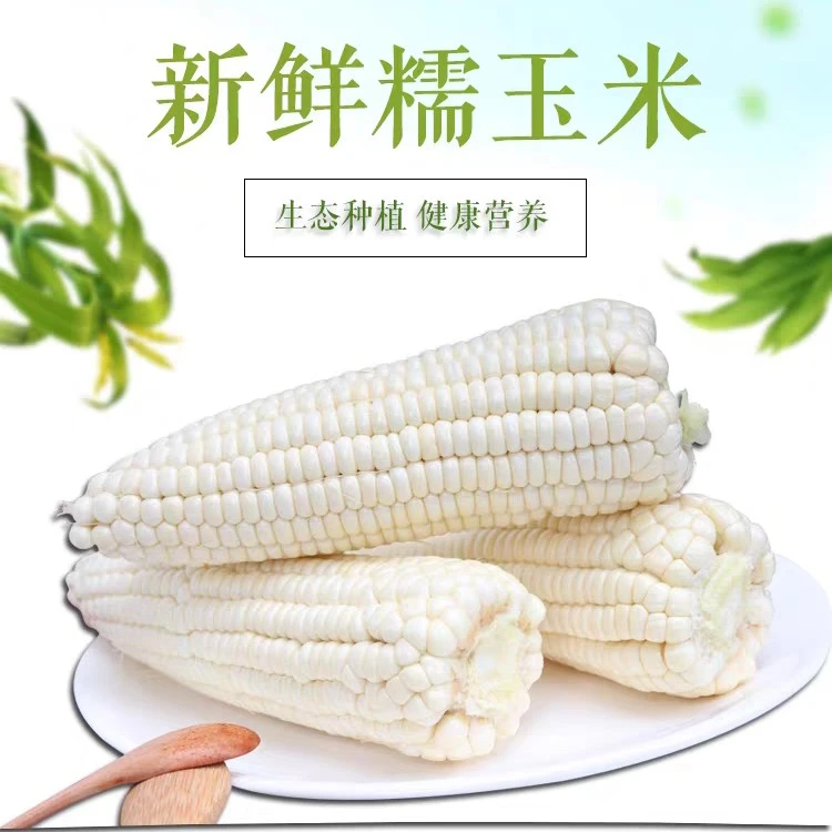 贵州白糯玉米新鲜现摘当季整箱甜玉米棒子苞谷水果糯玉米带壳发货