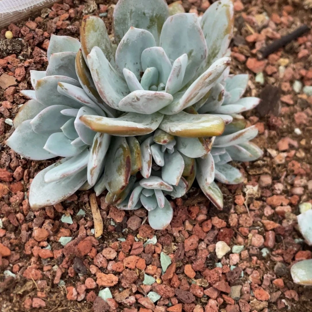 韩版奶茶11头无砍手捧
