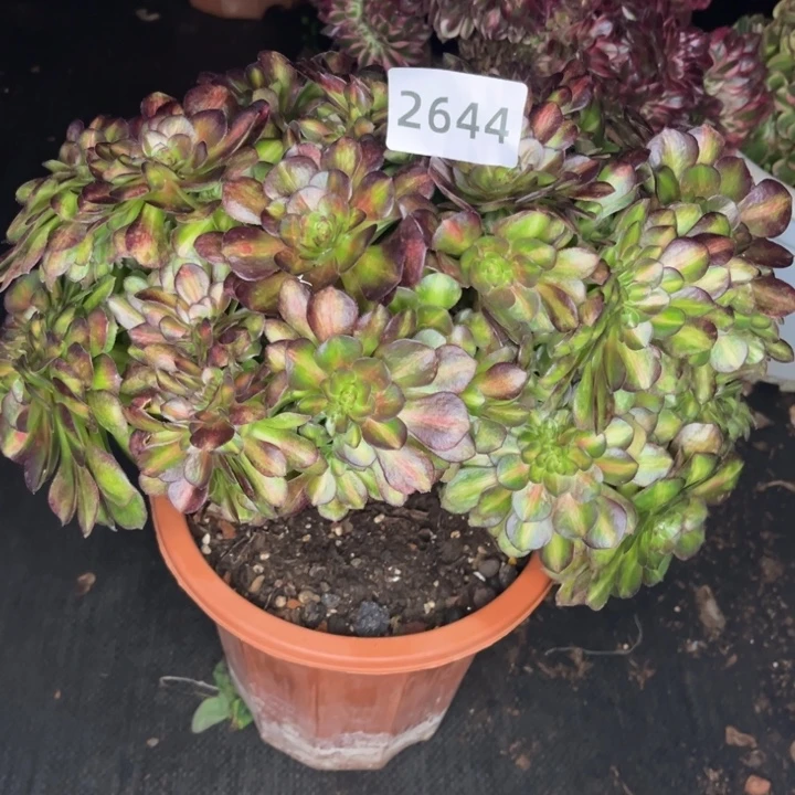 抹茶缀特价多肉发货