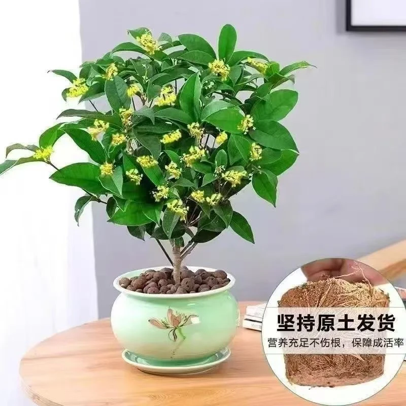 精品四季桂花带花带香味包邮