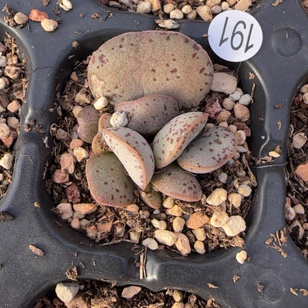 武粉蛋水泡多肉植物191