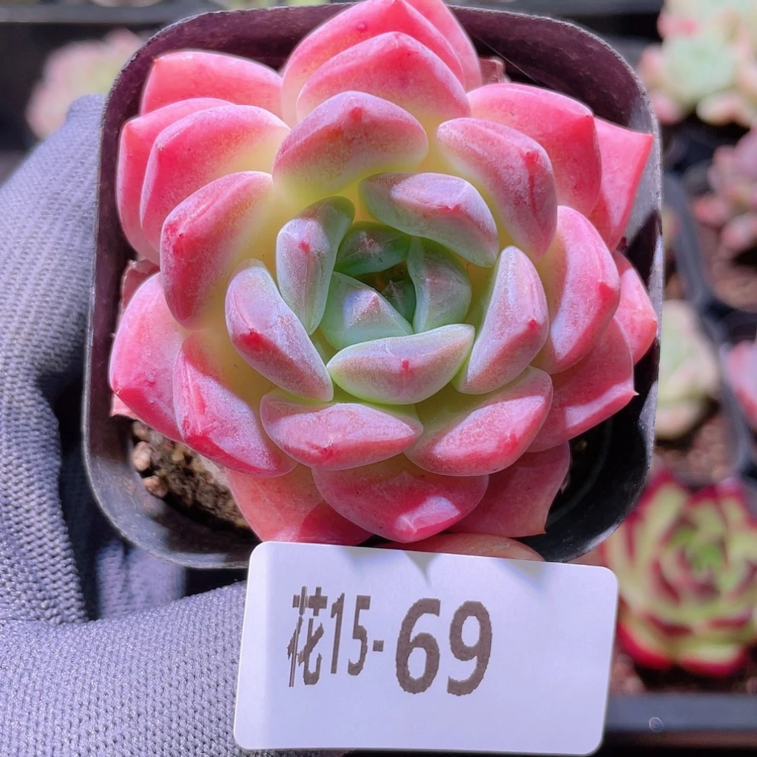 花利美15-69冰糖
