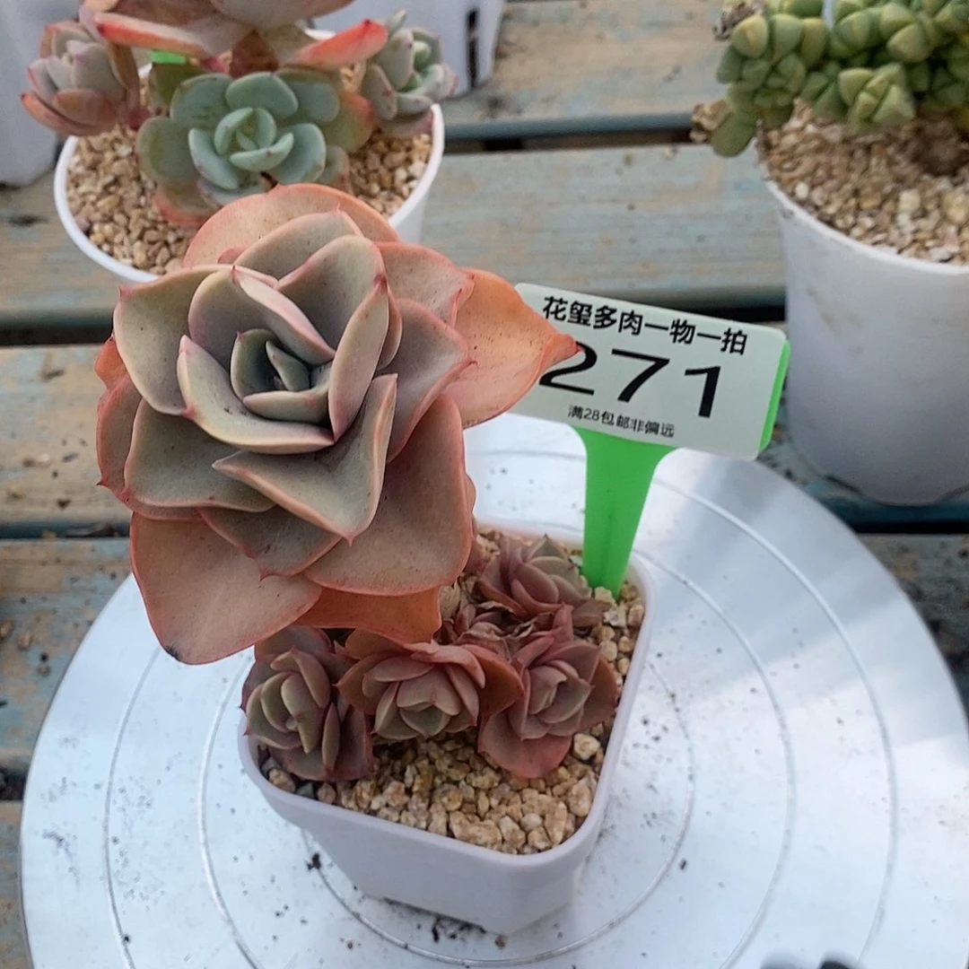 花玺多肉植物0271