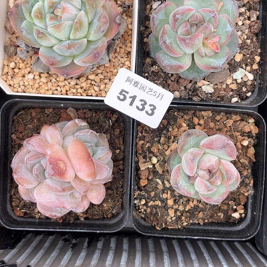 阿雅园艺。     5133