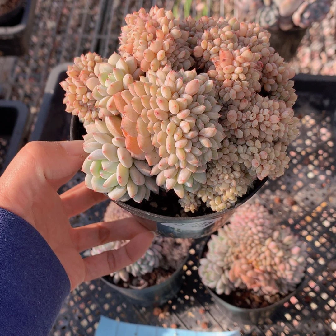 从*，3303缀满是什么东西在家