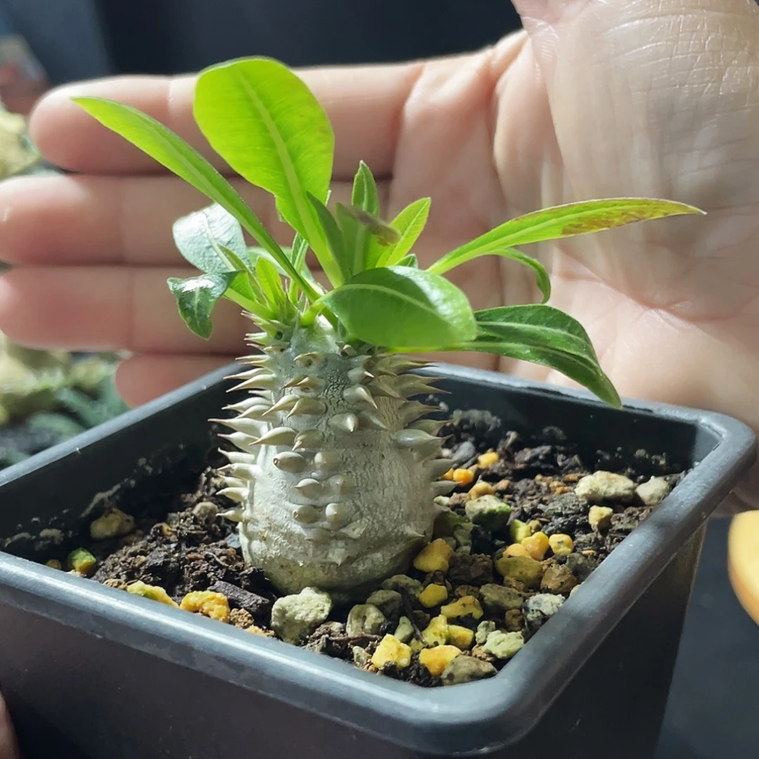 福利大黑66666666666