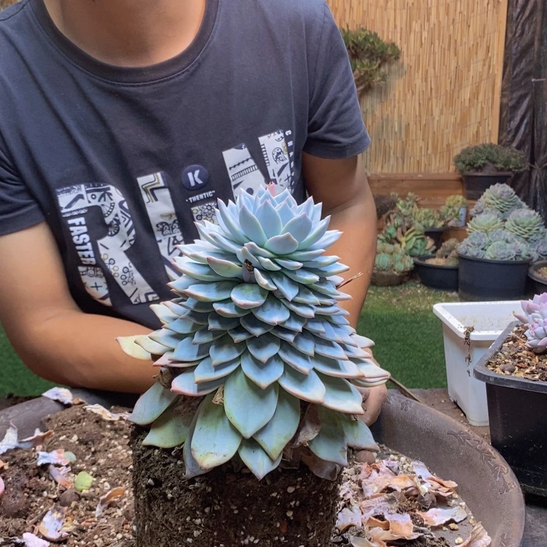 花**梦368号粉蓝鸟多肉