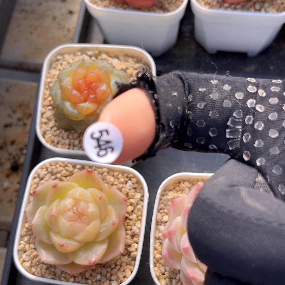 哦***魔546   满18包邮 充