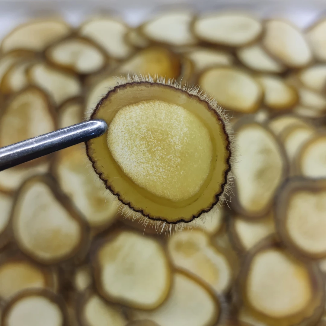 梅花鹿头茬半腊片可煲汤泡酒滋补优质干片