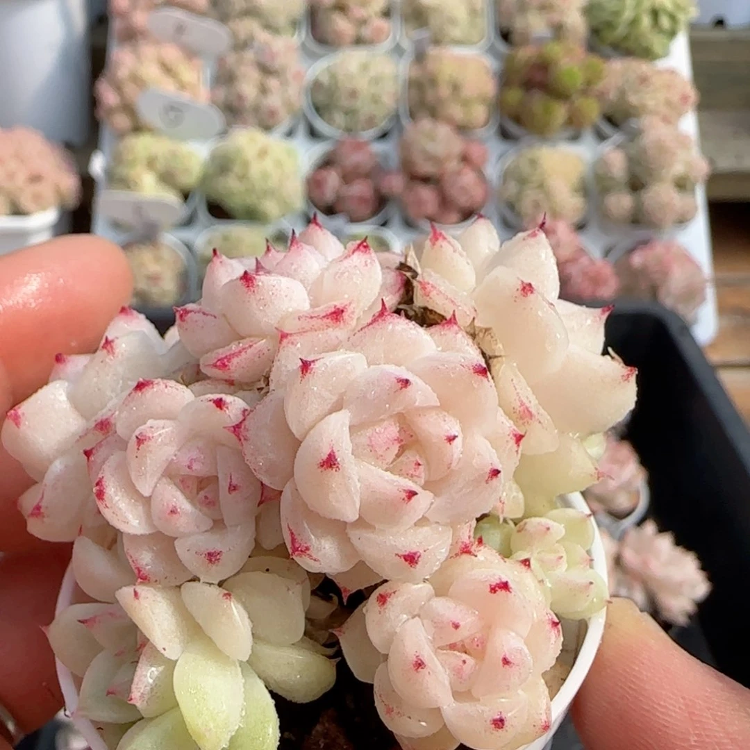 【闪购商品】0119-107白底小魔仙